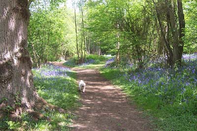 Sissinghurst Woods